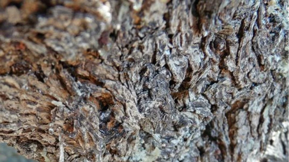 Χίος: Προκαλούν οι Τούρκοι ανοίγοντας διάλογο για τη «Μαστίχα του Αιγαίου»